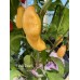 Fatalii Peach Pepper Seeds Fatalii Peach Pepper Seeds