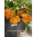 Scotch Bonnet Schneider Farms Pepper Seeds Scotch Bonnet Schneider Farms Pepper Seeds