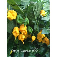 Carolina Reaper Mini Yellow Pepper Seeds 