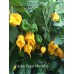 Carolina Reaper Mini Yellow Pepper Seeds 