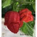 Bode Away Pepper Seeds Bode Away Pepper Seeds