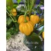Saco De Velho Pepper Seeds Saco De Velho Pepper Seeds