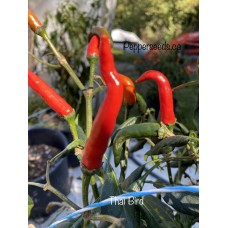 Thai Bird Pepper Seeds 