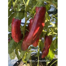 Numex Conquistador Pepper Seeds 