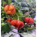 Scotch Bonnet Flower Red Pepper Seeds 