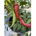 Numex Nematador Pepper Seeds Numex Nematador Pepper Seeds