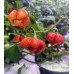 Scotch Bonnet Flower Red Pepper Seeds 