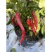 Numex Nematador Pepper Seeds Numex Nematador Pepper Seeds