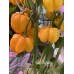 Saco De Velho Pepper Seeds Saco De Velho Pepper Seeds