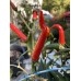 Thai Bird Pepper Seeds Thai Bird Pepper Seeds