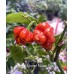 Scotch Bonnet Flower Red Pepper Seeds 