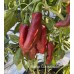 Numex Conquistador Pepper Seeds 