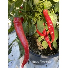 Numex Nematador Pepper Seeds Numex Nematador Pepper Seeds