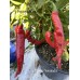 Numex Nematador Pepper Seeds Numex Nematador Pepper Seeds