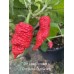 7-Pot Lava Chocolate x Bubble-Gum GP Pepper Seeds 