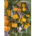 Saco De Velho Pepper Seeds Saco De Velho Pepper Seeds