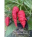 7-Pot Lava Chocolate x Bubble-Gum GP Pepper Seeds 
