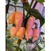 Pimento De Neyde x Carolina Reaper Orange Pepper Seeds 