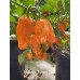 Habanero Numero Diez Pepper Seeds Habanero Numero Diez Pepper Seeds