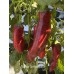 Numex Conquistador Pepper Seeds 