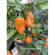 Habanero Numero Diez Pepper Seeds 