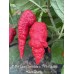 7-Pot Lava Chocolate x Bubble-Gum GP Pepper Seeds 