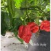 Bode Away Pepper Seeds Bode Away Pepper Seeds