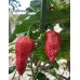 Naga Morich E-Strain Pepper Seeds