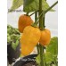 Dorset Naga Orange Pepper Seeds