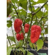 Purple Naga x Carolina Reaper Pepper Seeds Purple Naga x Carolina Reaper Pepper Seeds
