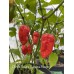 Purple Naga x Carolina Reaper Pepper Seeds Purple Naga x Carolina Reaper Pepper Seeds