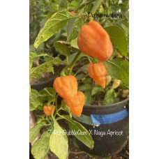 7-Pot BubbleGum X Naga Apricot Pepper Seeds 