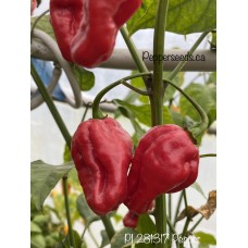 PI 281317 Pepper Seeds 