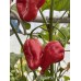 PI 281317 Pepper Seeds 