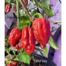 7-Pot Wes Pepper Seeds 7-Pot Wes Pepper Seeds