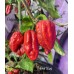 7-Pot Wes Pepper Seeds 7-Pot Wes Pepper Seeds