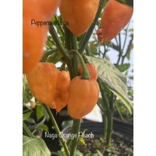 Naga Orange Peach Pepper Seeds 