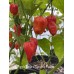 Purple Naga x Carolina Reaper Pepper Seeds Purple Naga x Carolina Reaper Pepper Seeds