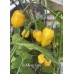 Aji Mango Long Pepper Seeds