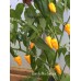 Bonda Ma Jacque Pepper Seeds 