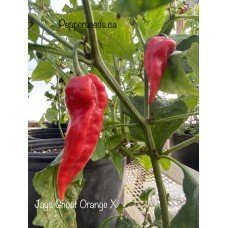 Jays Ghost Orange X Pepper Seeds Jays Ghost Orange X Pepper Seeds