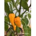 Bonda Ma Jacque Pepper Seeds 
