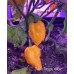 Devils Tongue Yellow Pepper Seeds 