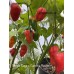 Purple Naga x Carolina Reaper Pepper Seeds Purple Naga x Carolina Reaper Pepper Seeds