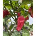 PI 281317 Pepper Seeds 