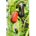 Trilop Ucburum Bider Pepper Seeds 