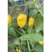 Aji Mango Long Pepper Seeds