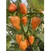 Chinense Mix Pepper Seeds Chinense Mix Pepper Seeds