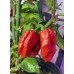 7-Pot Wes Pepper Seeds 7-Pot Wes Pepper Seeds