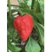 Nagabrains Red Pepper Seeds Nagabrains Red Pepper Seeds